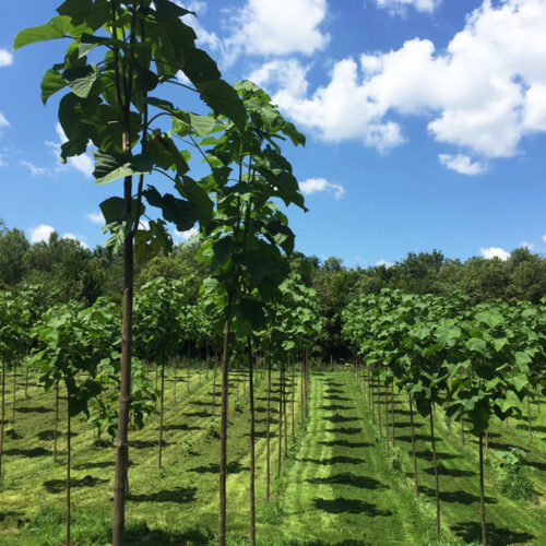Paulownia33